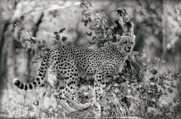 Cheetah Kruger National Park Nordöstra Sydafrika — Stockfoto