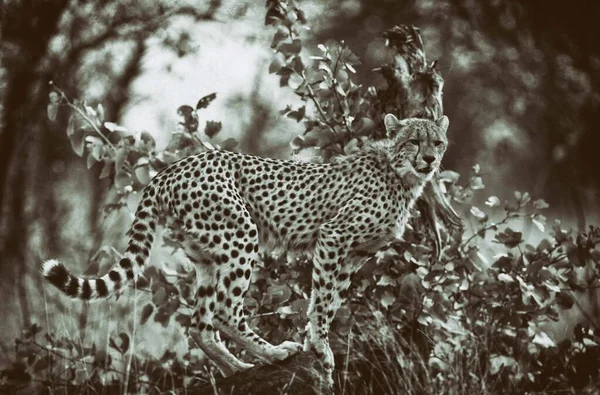 Cheetah Parque Nacional Kruger Noreste Sudáfrica —  Fotos de Stock