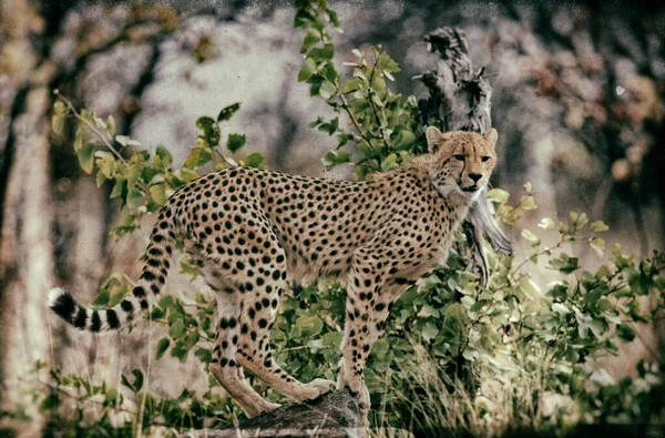 Cheetah Στο Εθνικό Πάρκο Kruger Στη Βορειοανατολική Νότια Αφρική — Φωτογραφία Αρχείου