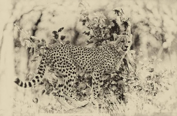 Cheetah Στο Εθνικό Πάρκο Kruger Στη Βορειοανατολική Νότια Αφρική — Φωτογραφία Αρχείου