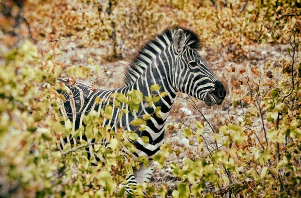 Obrázek Zebra Jeho Přírodním Prostředí Kruger National Park Jihoafrická Republika — Stock fotografie