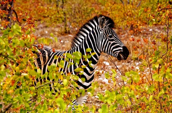 南アフリカのクルーガー国立公園の自然生息地でのゼブラの写真 — ストック写真