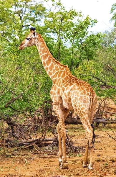 アフリカのボツワナのオカバンゴ デルタにあるジラフ Giraffa Camelopardalis — ストック写真