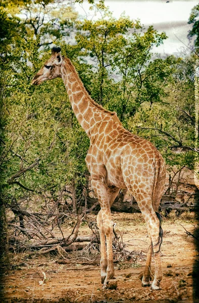 Жирафы Giraffa Camelopardalis Дельте Окаванго Ботсване Африка — стоковое фото
