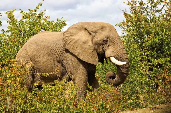 Elefantes Africanos Parque Nacional Kruger Sudáfrica —  Fotos de Stock