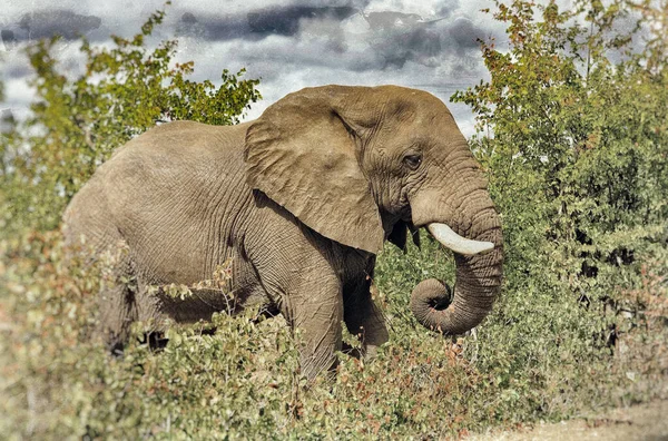 Elefanti Africani Nel Kruger National Park Sud Africa — Foto Stock