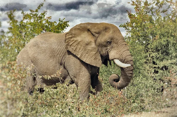 Elefantes Africanos Parque Nacional Kruger Sudáfrica — Foto de Stock