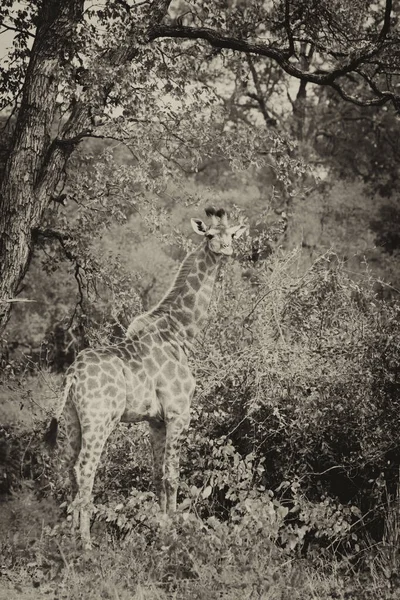 Giraffe in the Kruger National Park, South Africa. One of the world's greatest wildlife-watching destinations.