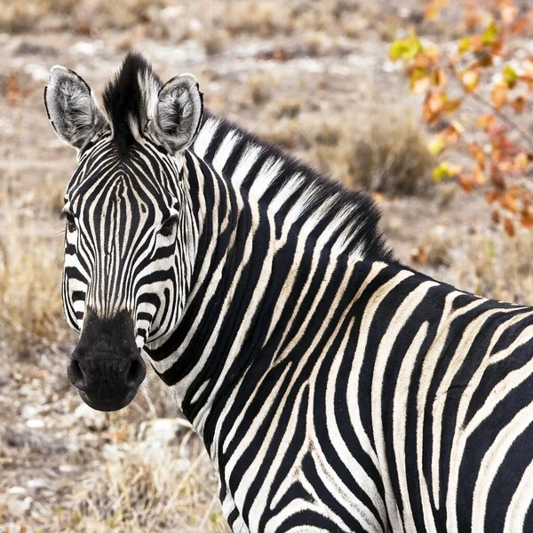 Immagine Zebra Nel Suo Habitat Naturale Dal Kruger National Park — Foto Stock