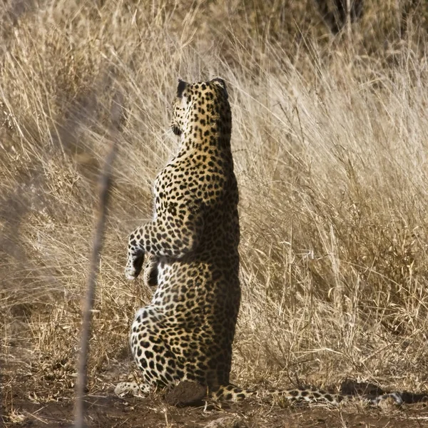 Cheeta Savanne Van Afrika — Stockfoto