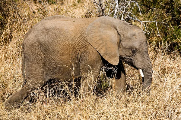 Słoń Afrykański Parku Narodowym Kruger Jeden Największych Rezerwatów Dziczyzny Rpa — Zdjęcie stockowe