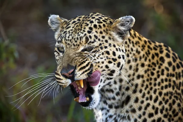 Leopárd Portré Okavango Delta Természetes Élőhelyéről — Stock Fotó