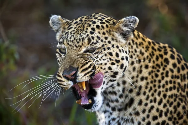 Porträtt Leopard Dess Naturliga Livsmiljö Okavango Delta — Stockfoto