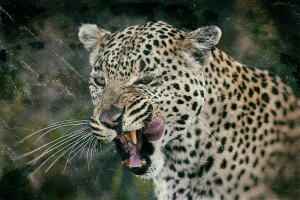 Retrato Leopardo Seu Habitat Natural Delta Okavango — Fotografia de Stock