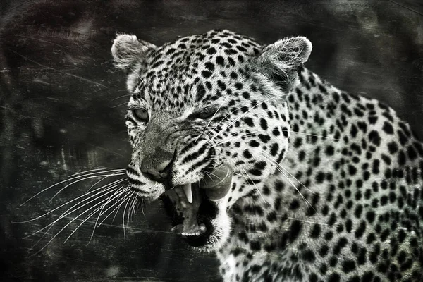 Portrait Leopard Its Natural Habitat Okavango Delta — Stock Photo, Image