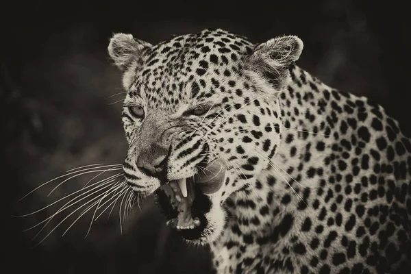 Porträt Des Leoparden Seinem Natürlichen Lebensraum Okavango Delta — Stockfoto
