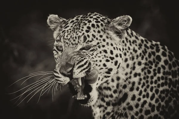 Okavango Deltası Ndaki Doğal Ortamında Leopar Portresi — Stok fotoğraf