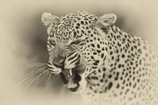 Portret Van Luipaard Zijn Natuurlijke Habitat Okavango Delta — Stockfoto