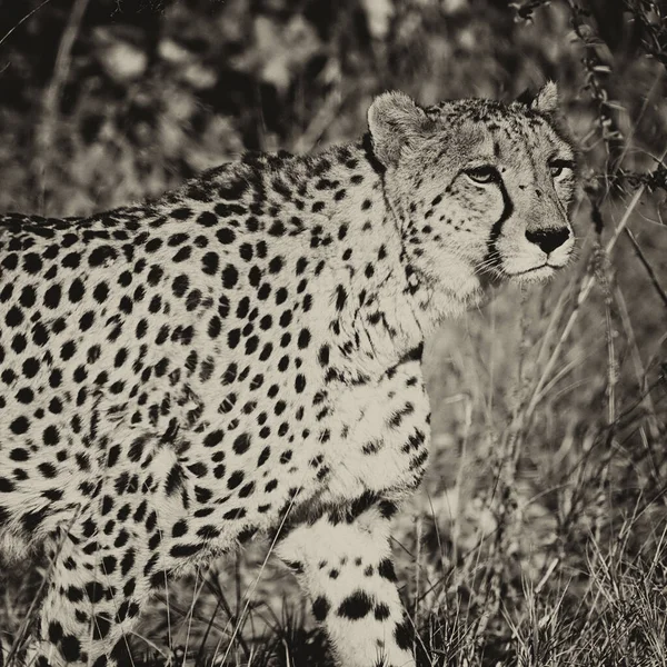 Genç Çita Doğal Ortamında — Stok fotoğraf