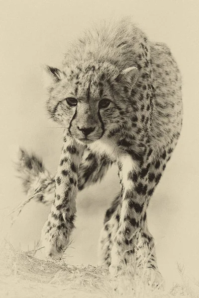 Young Cheetah Running Natural Habitat — Stock Photo, Image