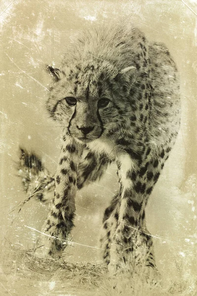 Mladý Gepard Běhá Přirozeném Prostředí — Stock fotografie
