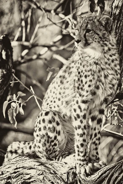 Mladý Gepard Přirozeném Prostředí — Stock fotografie