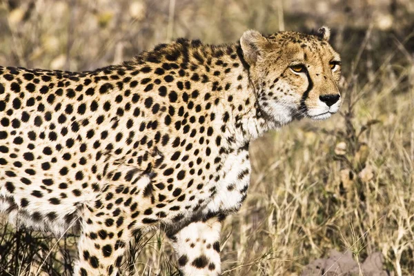 Mladý Gepard Přirozeném Prostředí — Stock fotografie