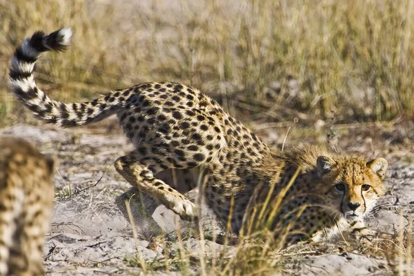 Young Cheetah Natural Habitat — Stock Photo, Image