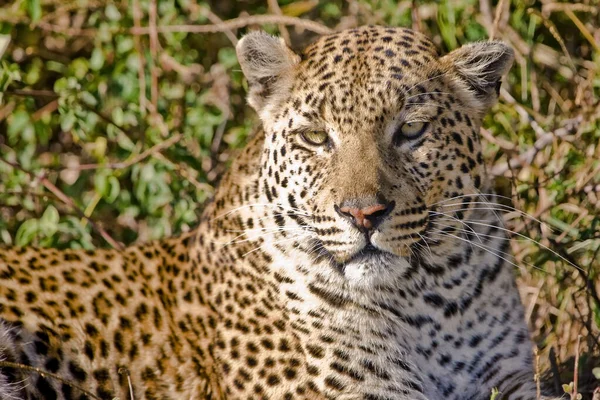 Retrato Leopardo Seu Habitat Natural Delta Okavango — Fotografia de Stock