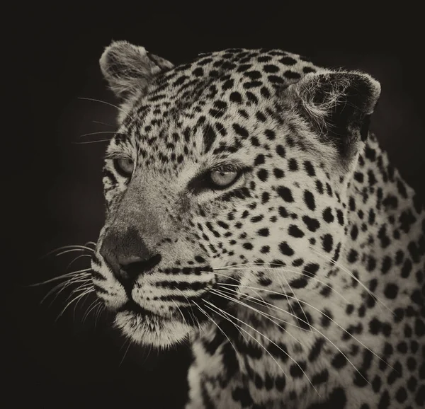 Portret Lamparta Jego Naturalnym Środowisku Okavango Delta — Zdjęcie stockowe