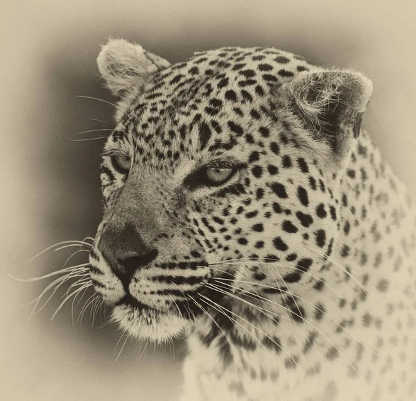 Portrét Leoparda Jeho Přirozeném Prostředí Deltě Okavango — Stock fotografie