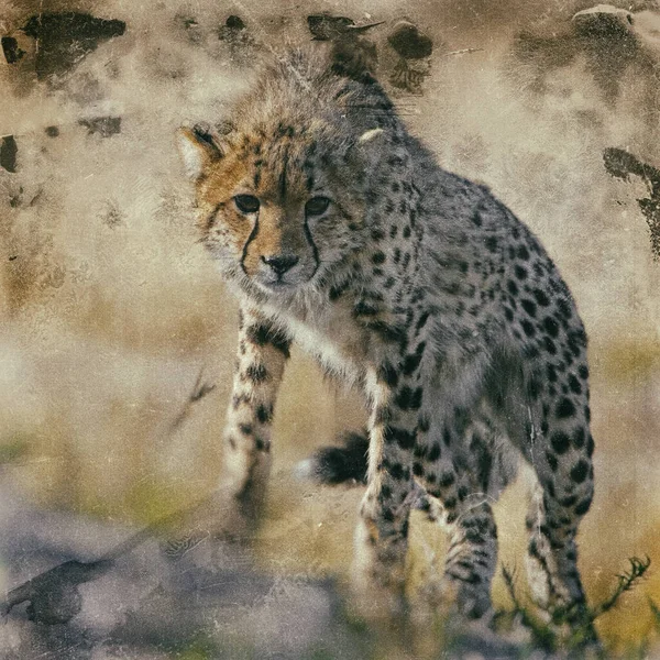 Jonge Cheeta Zijn Natuurlijke Habitat — Stockfoto