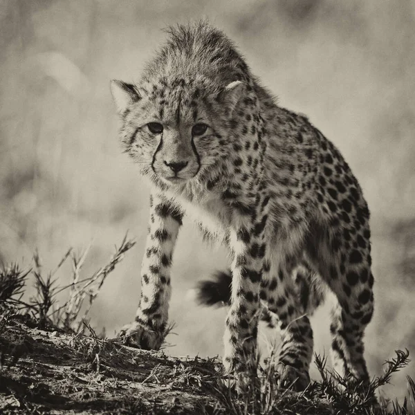 Jonge Cheeta Zijn Natuurlijke Habitat — Stockfoto