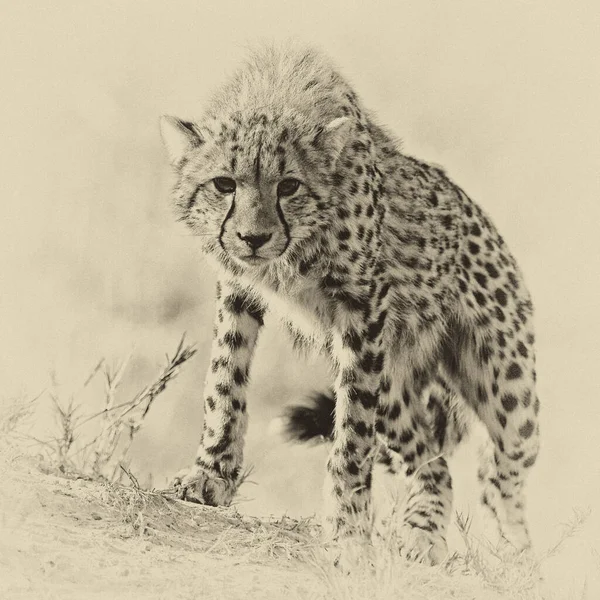 Young Cheetah Natural Habitat — Stock Photo, Image