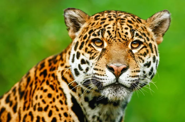 Retrato Leopardo Seu Habitat Natural Delta Okavango — Fotografia de Stock