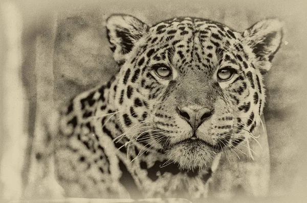 Портрет Леопарда Його Природному Середовищі Проживання Дельті Окаванго — стокове фото