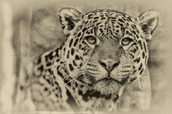 Portrait Léopard Dans Son Habitat Naturel Dans Delta Okavango — Photo