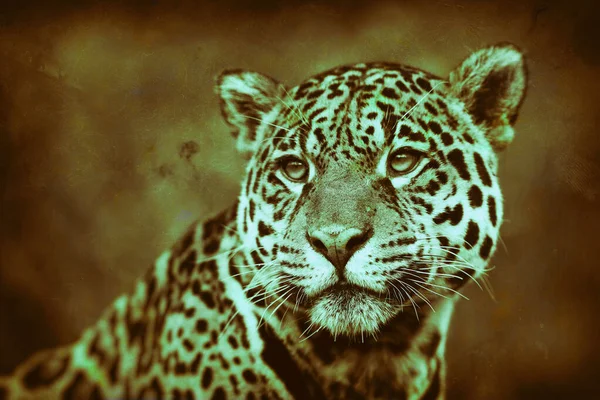 Портрет Леопарда Естественной Среде Обитания Дельте Окаванго — стоковое фото