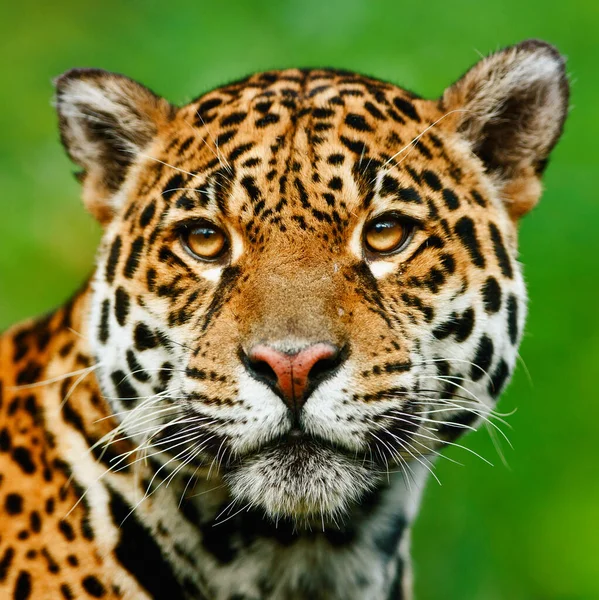 Okavango Deltası 'ndaki doğal ortamında leopar portresi.