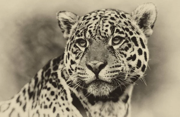 Retrato Leopardo Hábitat Natural Delta Del Okavango —  Fotos de Stock