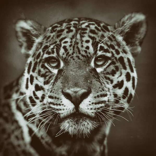 Portrét Leoparda Jeho Přirozeném Prostředí Deltě Okavango — Stock fotografie