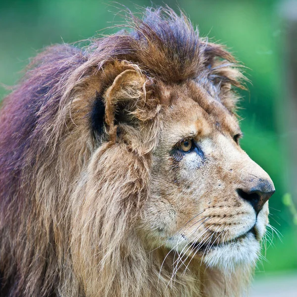 African Lion Hlane National Park Swaziland — Stock Photo, Image