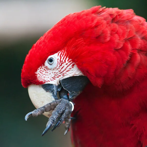 Close Red Haired Macaw — стоковое фото