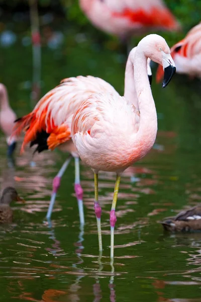 Flamingo Zoo — Stock Photo, Image