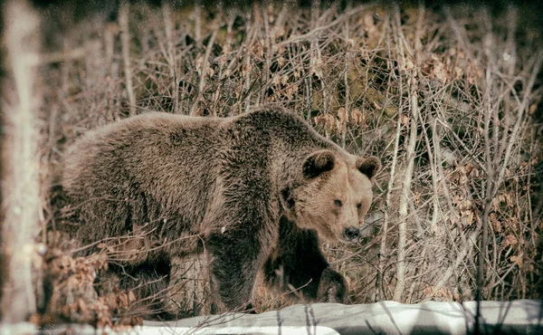 Ursos Castanhos Ursus Arctos Parque Nacional Bayerischer Wald Bayern Alemanha — Fotografia de Stock