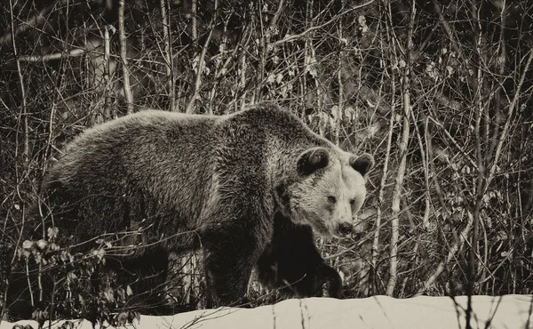 Ursos Castanhos Ursus Arctos Parque Nacional Bayerischer Wald Bayern Alemanha — Fotografia de Stock