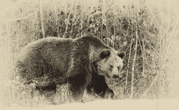 Ursos Castanhos Ursus Arctos Parque Nacional Bayerischer Wald Bayern Alemanha — Fotografia de Stock