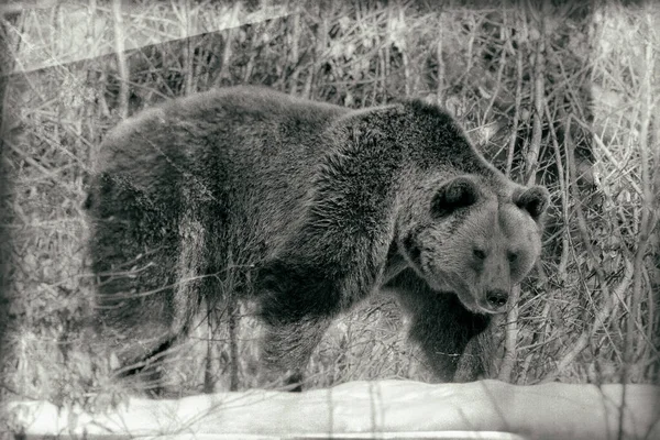 Бурая Фасоль Ursus Arctos Национальном Парке Байенфелд Бавария Германия — стоковое фото