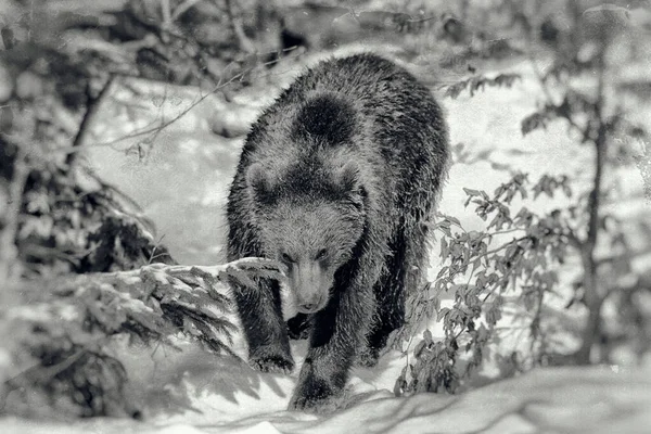 Kahverengi Ayılar Ursus Arctos Bayerischer Wald Ulusal Parkı Bayern Almanya — Stok fotoğraf