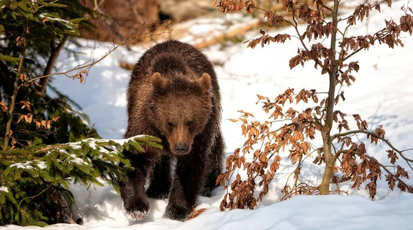 Brown Bears Ursus Arctos Bayerischer Wald National Park Bayern Germany — Stock Photo, Image
